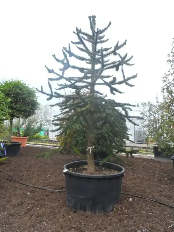 Zojuist toegevoegd - Apeboom (Araucaria araucana)