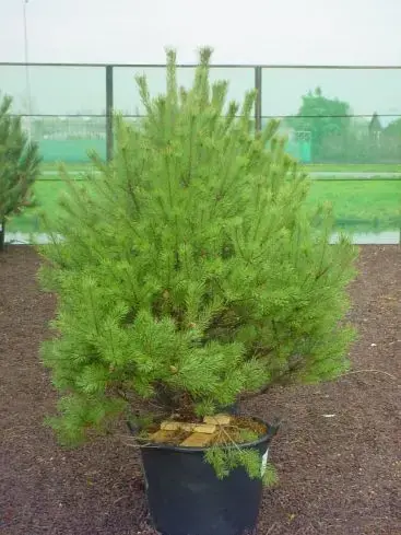 Opruiming | Grove Den (Pinus sylvestris ‘Norwegian‘)