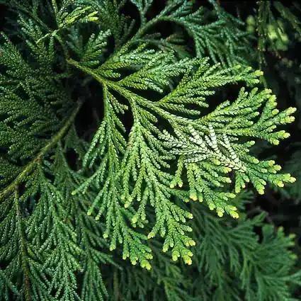 Thujopsis (Thujopsis dolabrata) | Korting