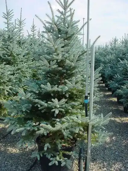 Koop vandaag - Zilverden (Picea pungens ‘Koster‘)