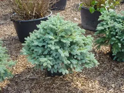 Zolang de voorraad strekt - Colorado spar (Picea pungens ‘Glauca Globosa‘)