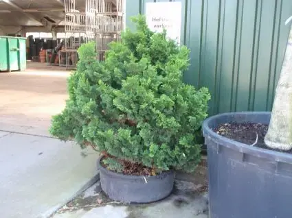 Net toegevoegd | Dwergcypres (Chamaecyparis obtusa ‘Nana Gracilis‘)