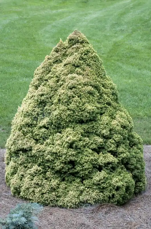 Koopje | Dwergspar (Picea glauca ‘Rainbow‘s End‘)
