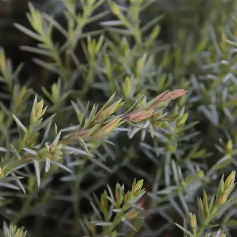 Jeneverbes (Juniperus davurica ‘Leningrad‘) | Goed beoordeeld