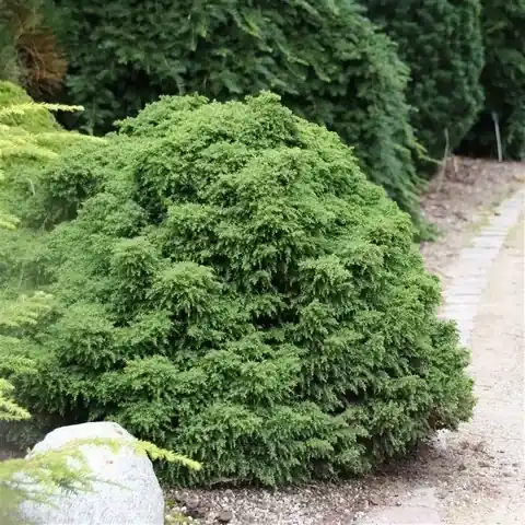 Nu kopen | Sikkelden (Cryptomeria japonica ‘Yokohama‘)
