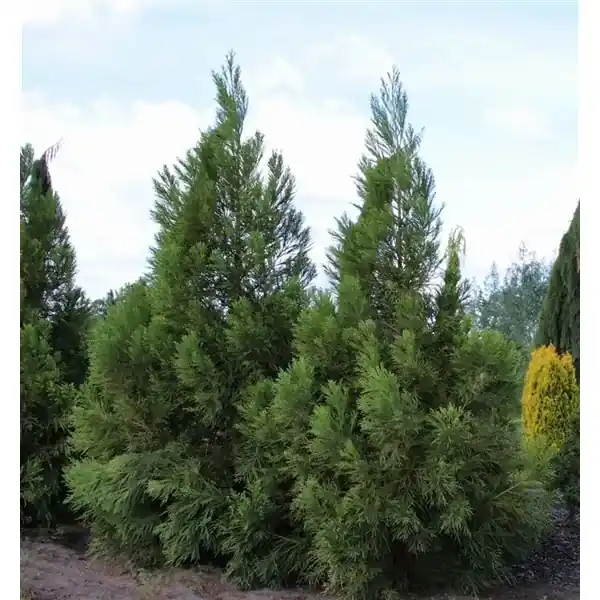 Deal - Sikkelden (Cryptomeria japonica ‘Kitayama‘)