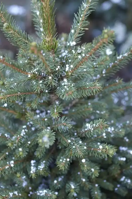 Shop nu - Fijnspar (Picea abies)