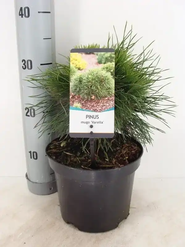 Dwerg Bergden (Pinus mugo ‘Varella‘) | Laatste stuks