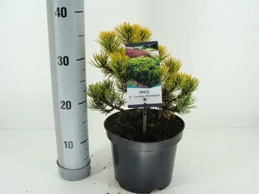 Klantfavoriet | Dwerg Bergden (Pinus mugo ‘Wintergold‘)