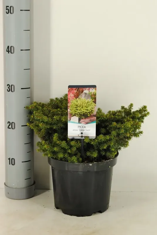Koopje - Kussenspar (Picea abies ‘Little Gem‘)