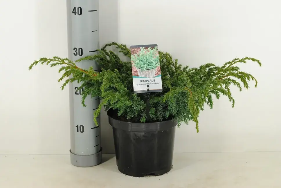 Nieuw in het assortiment - Jeneverbes (Juniperus squamata ‘Blue Swede‘)