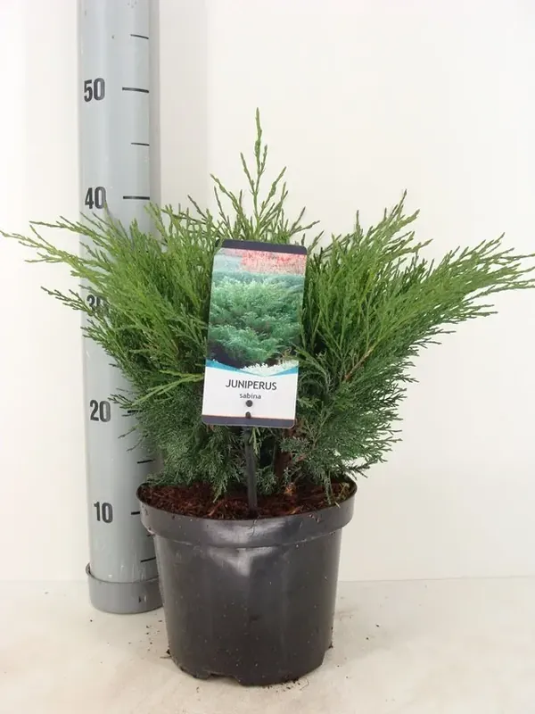 Tijdelijk aanbod - Sevenboom (Juniperus sabina)