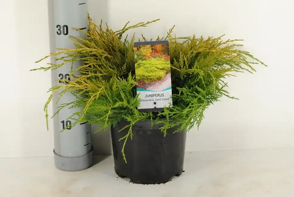 Jeneverbes (Juniperus pfitzeriana ‘Gold Coast‘) | Actieprijs