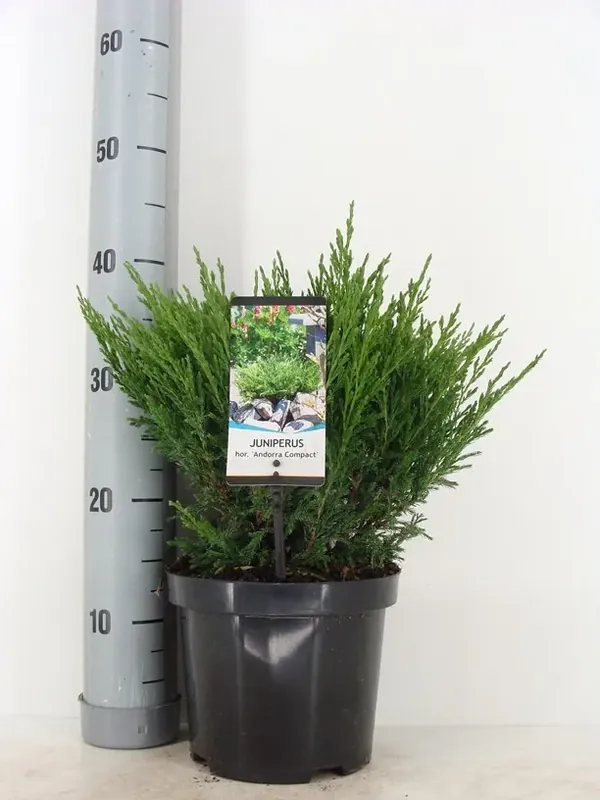 Veilig winkelen | Jeneverbes (Juniperus horizontalis ‘Andorra Compact‘)