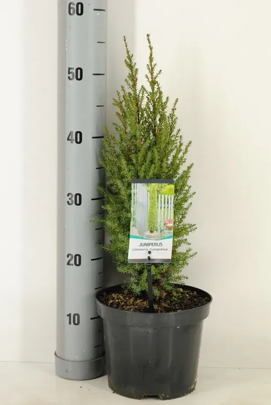 Dwergjeneverbes (Juniperus communis ‘Compressa‘) | Speciale aanbieding