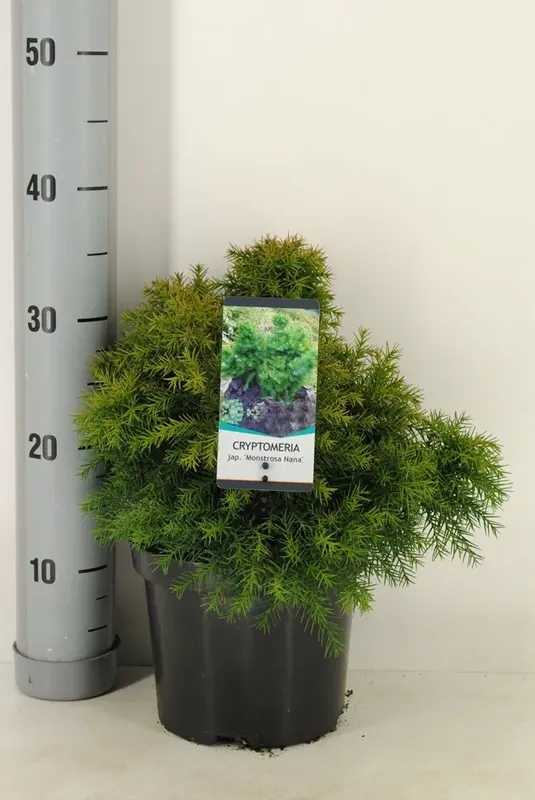 Hoog gewaardeerd - Sikkelden (Cryptomeria japonica. ‘Monstrosa Nana‘)