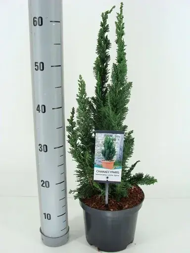 Professionele kwaliteit - Dwergcipres (Chamaecyparis lawsonia ‘Little Spire‘)