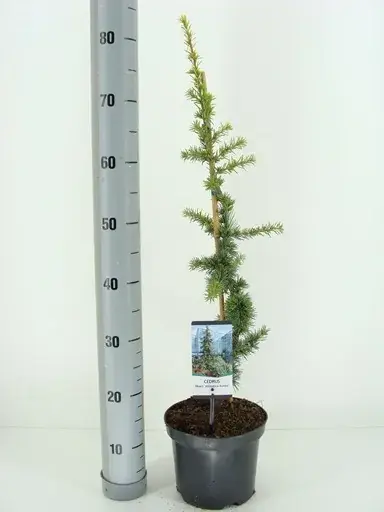 Extra voordeel | Atlasceder (Cedrus libani ‘Atlantica Aurea‘)