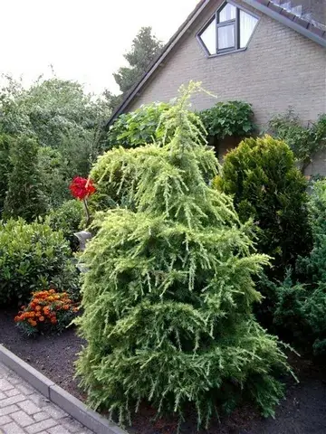 Veel gevraagd | Gele himalayaceder (Cedrus deodara ‘Aurea‘)