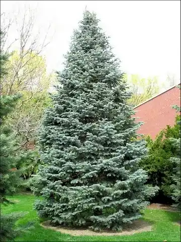 Laatste dagen | Colorado zilverspar (Abies concolor)