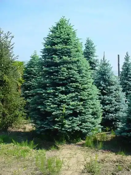 Topkwaliteit | Edelspar (Abies procera (nobilis) ‘Glauca‘)