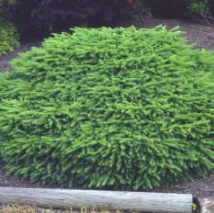 Wees er snel bij | Spar (Picea abies ‘Nidiformis‘)