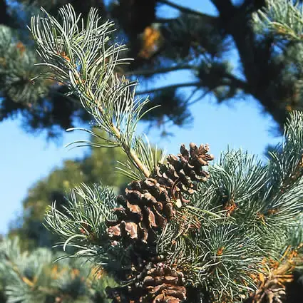 Extra voordeel | Bergden (Pinus strobus ‘Radiata‘)