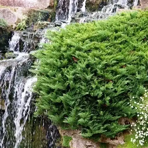 Nog maar enkele beschikbaar | Sevenboom (Juniperus sabina ‘Tamariscifolia‘)