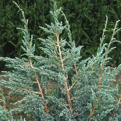 Jeneverbes (Juniperus squamata ‘Meyeri‘) | Rechtstreeks uit de fabriek