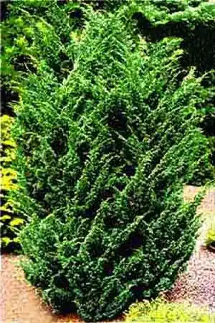Jeneverbes (Juniperus chinensis ‘Blaauw‘) | Premium