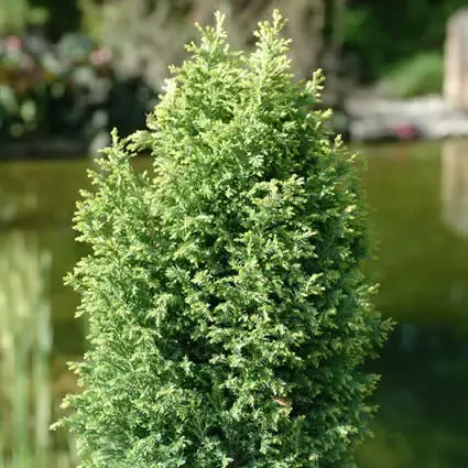 Cypres (Chamaecyparis lawsoniana ‘Ellwood‘s Gold‘) | Direct kopen
