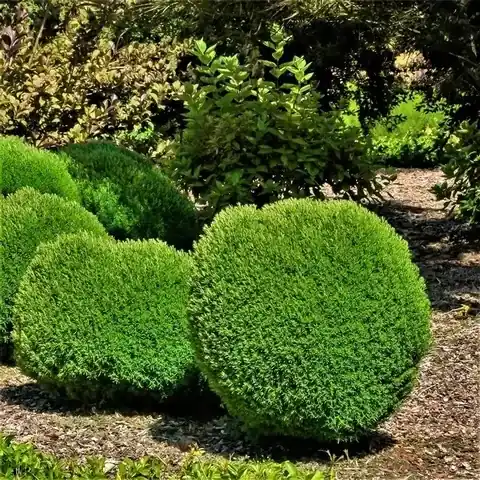 Voordeelprijs | Teddy (Thuja occidentalis ‘Teddy‘)