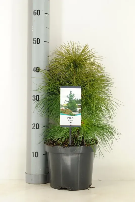 Net binnen - Weymouthden (Pinus strobus)