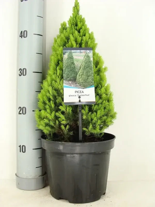 Dwergspar (Picea glauca ‘Zuckerhut‘) - Meest verkocht