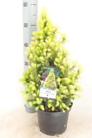 Witte Alberta spar (Picea glauca ‘J.W. Daisy‘s White‘) - Koopje