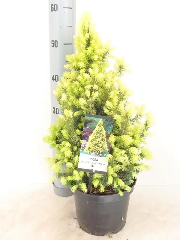 Witte Alberta spar (Picea glauca ‘J.W. Daisy‘s White‘) - Koopje