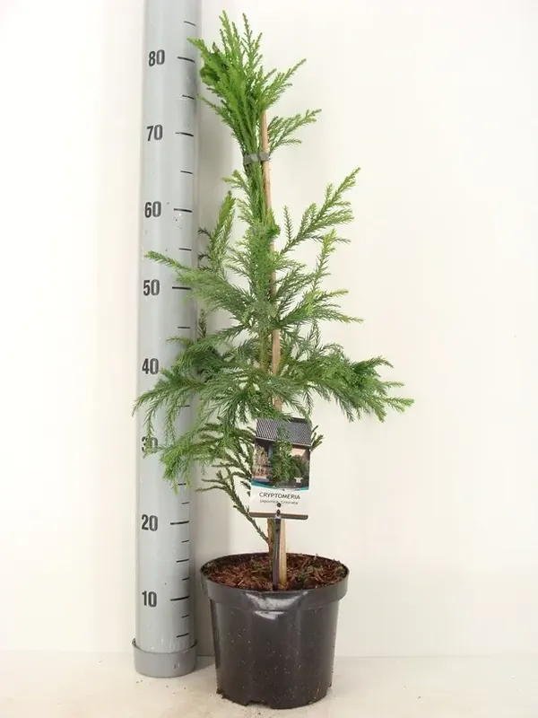 Gratis retourneren | Japanse hanekam (Cryptomeria japonica ‘Cristata‘)