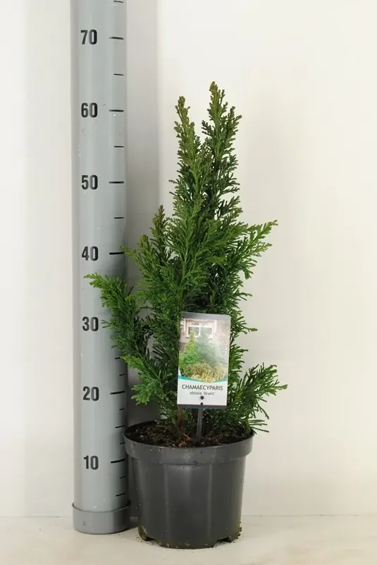 Scherp geprijsd | Hinoki cipres (Chamaecyparis obtusa ‘Draht‘)