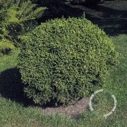 Bestelbaar - Dwergconifeer (Cryptomeria japonica ‘Vilmorin Gold‘)