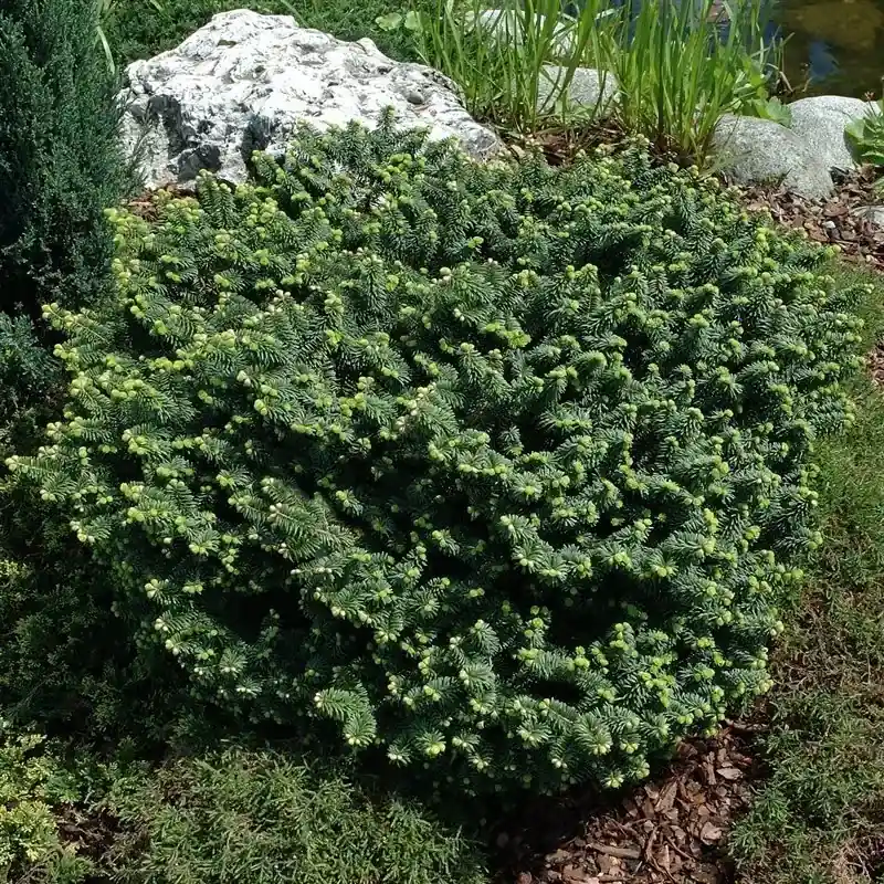 Dwerg balsemden (Abies balsamea ‘Nana‘) | Nieuw product