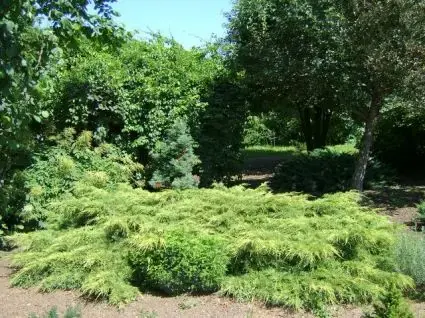 Snelle verzending - Jeneverbes (Juniperus media ‘Pfitzeriana‘)
