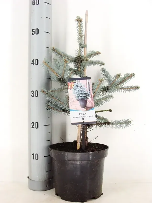 Uitverkoop | Noorse Blauwspar (Picea pungens ‘Erich Frahm‘)