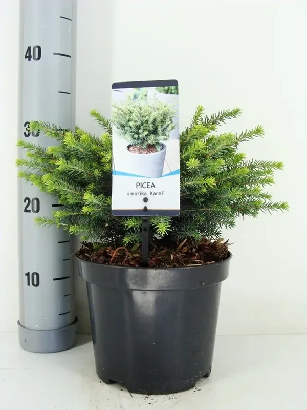 Verlaagde prijs | Servische spar (Picea omorika ‘Karel‘)