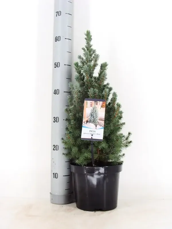 Blauwe Alberta spar (Picea glauca Sander‘s Blue) | Fabrieksprijs