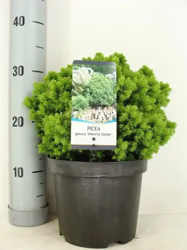 Kogelspar (Picea glauca ‘Alberta Globe‘) - Bespaar meer