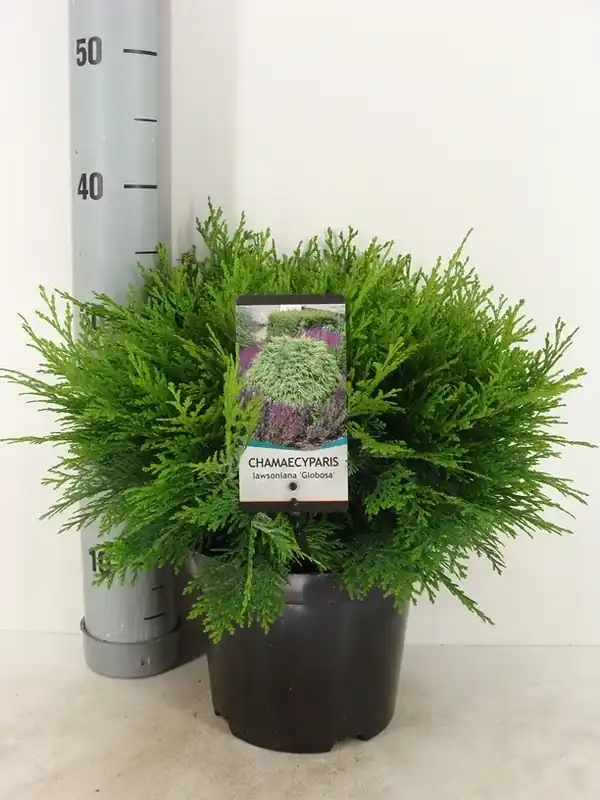 Dagdeal | Dwergcipres (Chamaecyparis lawsoniana ‘Globosa‘)