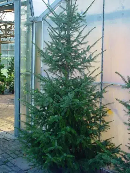 Scherpe prijs - Servische Spar / Omorikaden (Picea omorika)