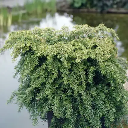 Spoedlevering - Tsuga (Tsuga canadensis ‘Jeddeloh‘)