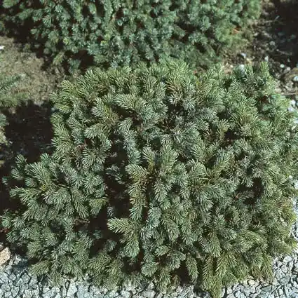 Actieprijs - Dwergspar (Picea glauca ‘Echiniformis‘)