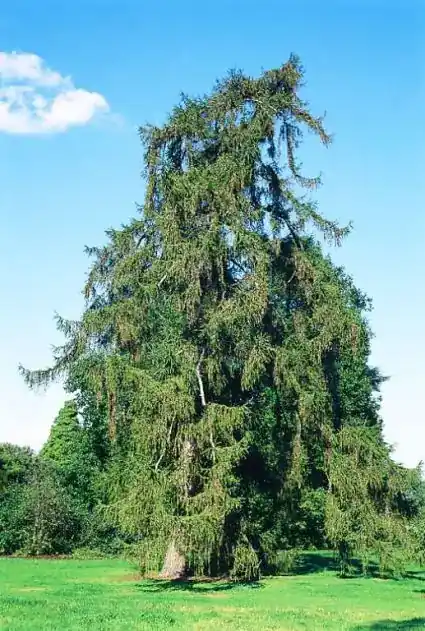 Lariks (Larix decidua) - Veilige betaling